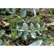 erodium moschatum (l.) l'hér.