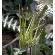 erodium moschatum (l.) l'hér.