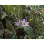 erodium moschatum (l.) l'hér.