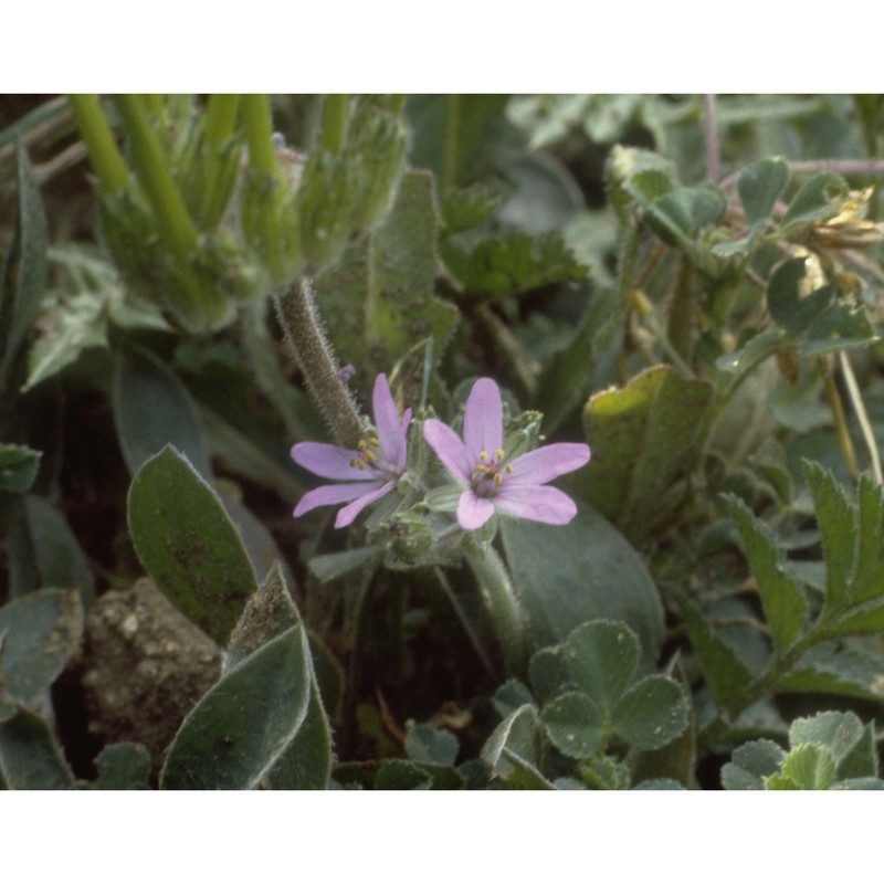 erodium moschatum (l.) l'hér.