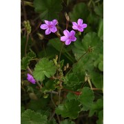 erodium nervulosum l'hér.