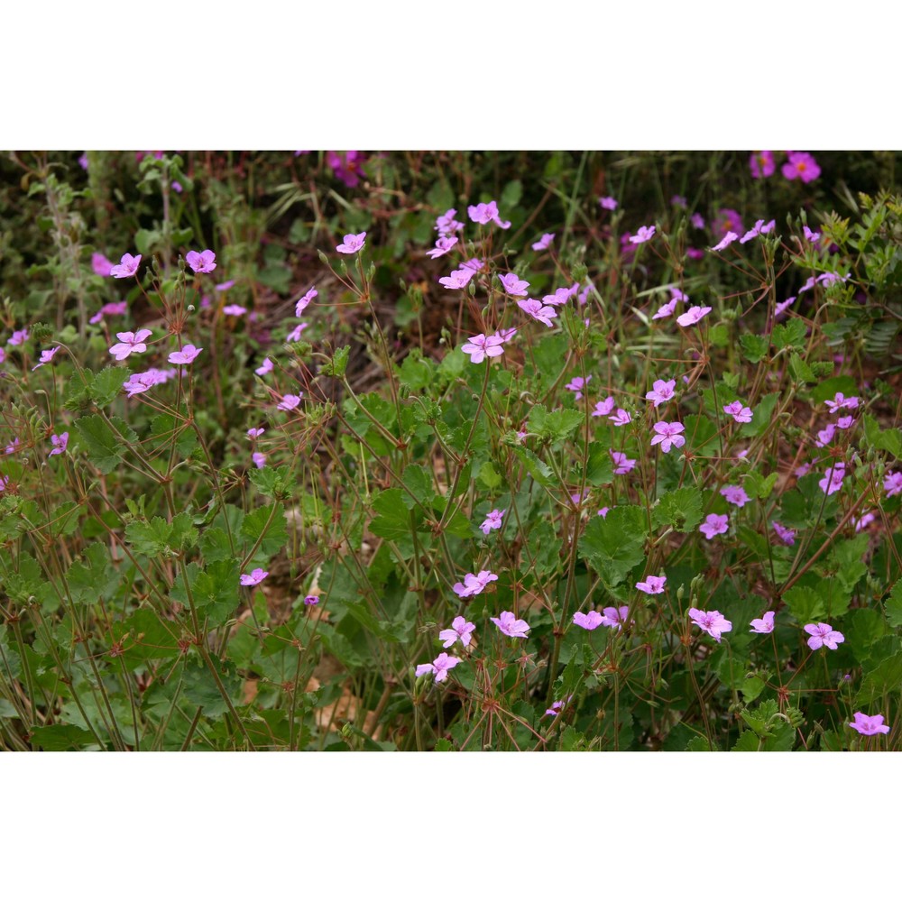 erodium nervulosum l'hér.