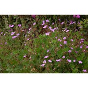 erodium nervulosum l'hér.