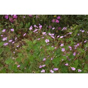 erodium nervulosum l'hér.