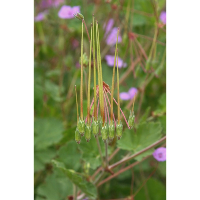 erodium nervulosum l'hér.