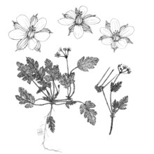 erodium neuradifolium delile var. linosae (sommier) brullo