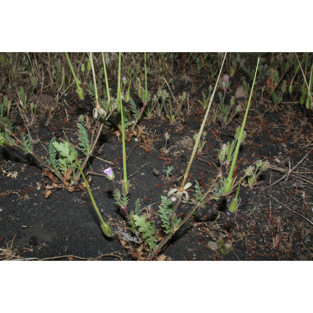 erodium neuradifolium delile var. linosae (sommier) brullo
