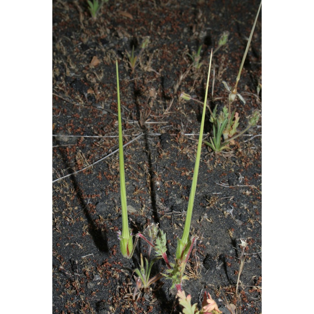 erodium neuradifolium delile var. linosae (sommier) brullo