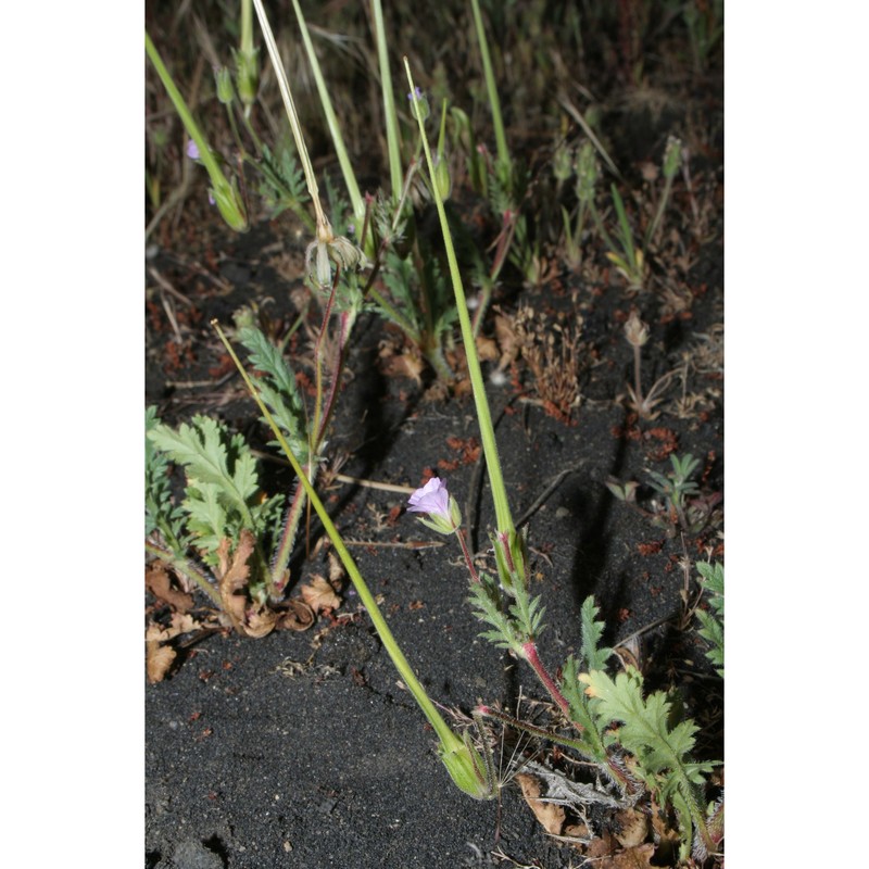 erodium neuradifolium delile var. linosae (sommier) brullo