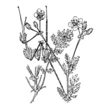 erodium salzmannii delile