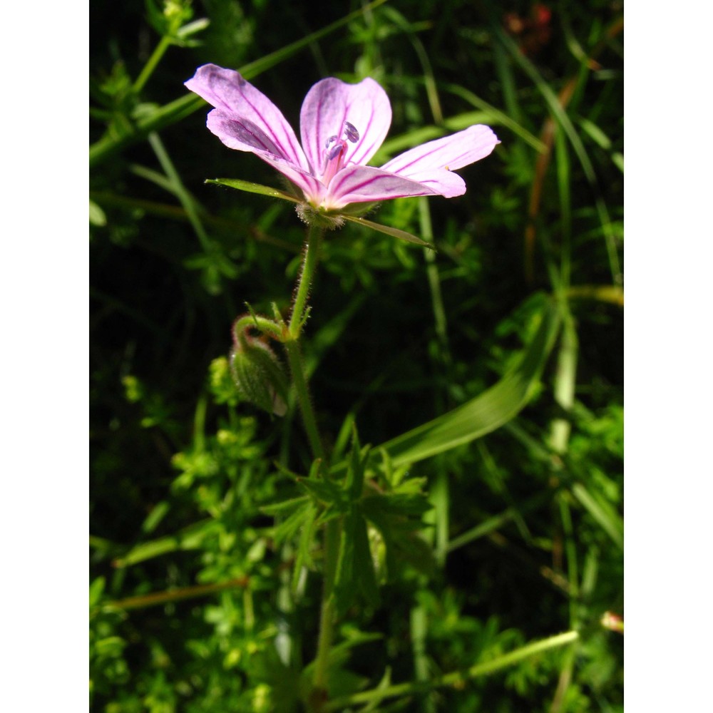 geranium asphodeloides burm. fil.