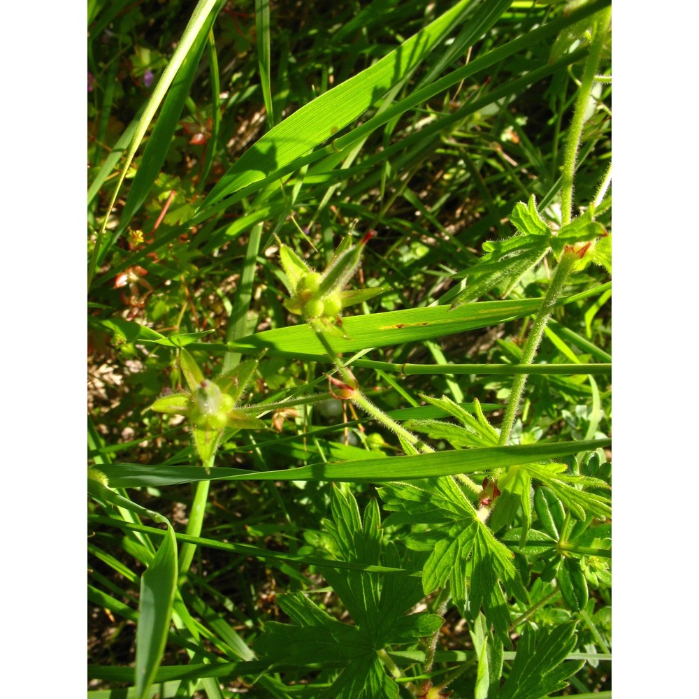 geranium asphodeloides burm. fil.