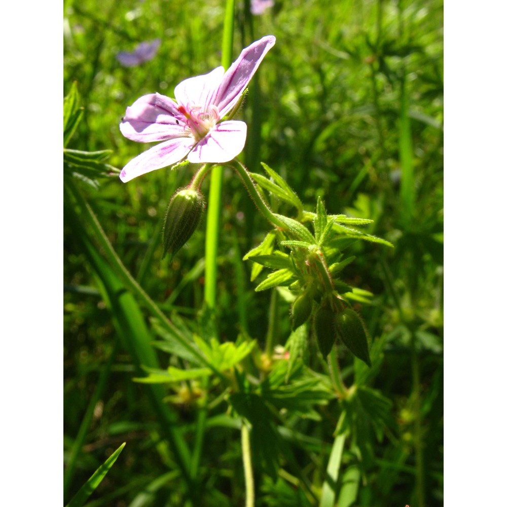 geranium asphodeloides burm. fil.