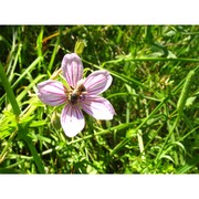 geranium asphodeloides burm. fil.