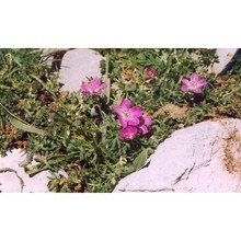 geranium austroapenninum aedo