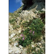 geranium austroapenninum aedo