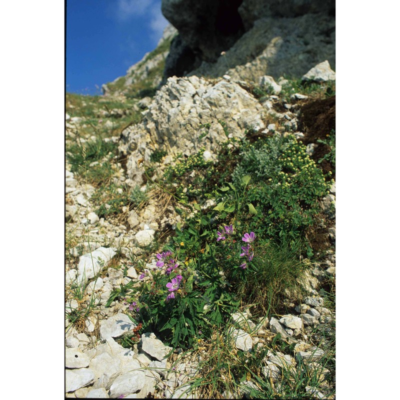 geranium austroapenninum aedo