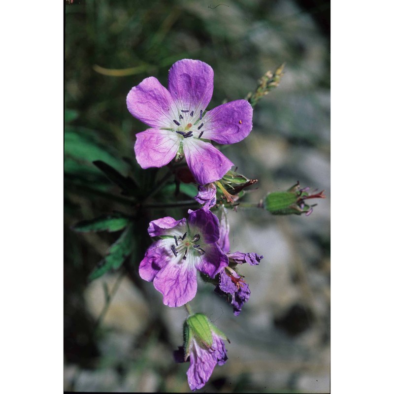 geranium austroapenninum aedo