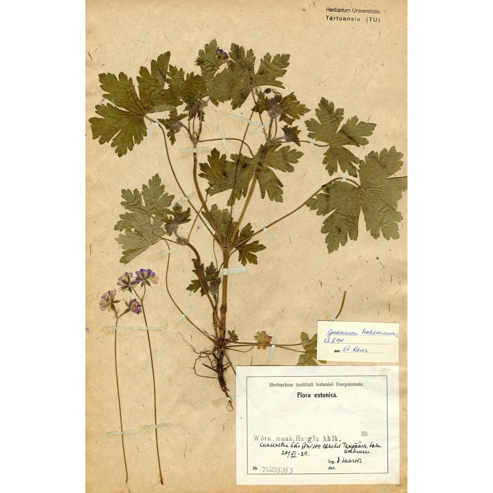 geranium bohemicum l.