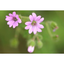 geranium brutium gasp.