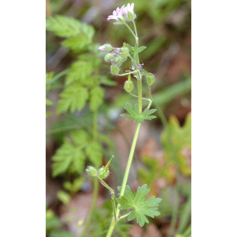 geranium brutium gasp.