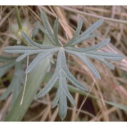 geranium columbinum l.