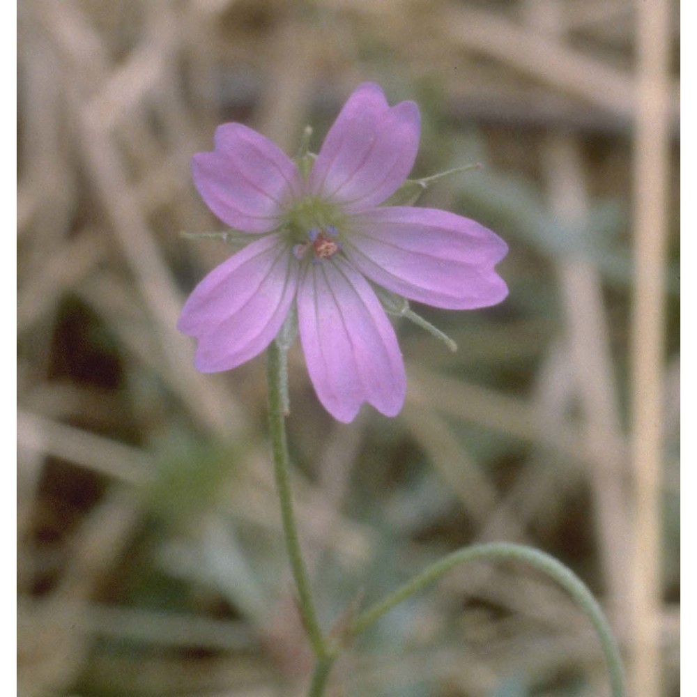 geranium columbinum l.