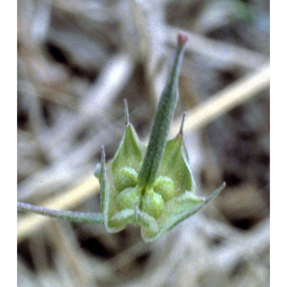 geranium columbinum l.