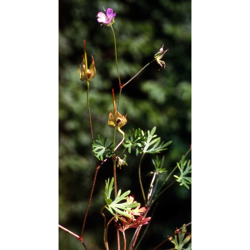 geranium columbinum l.