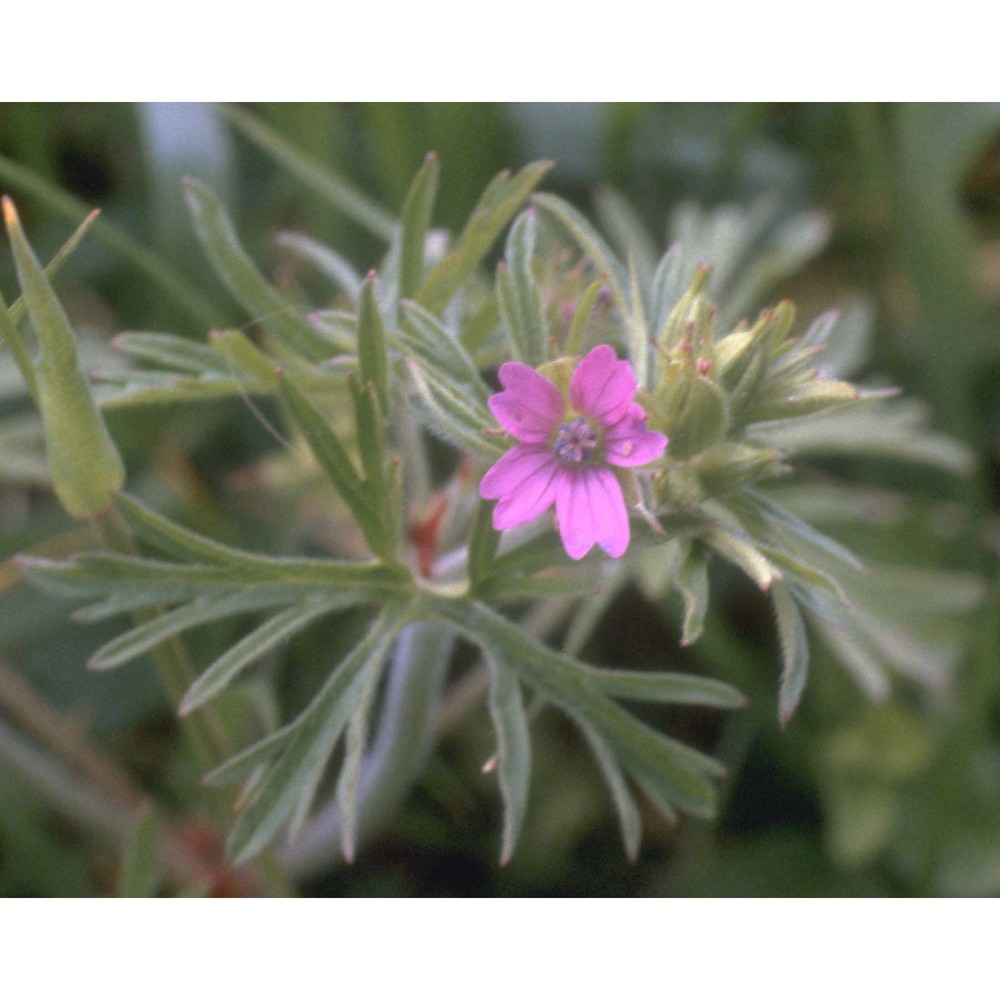 geranium dissectum l.