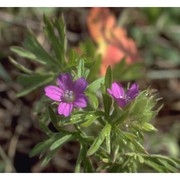 geranium dissectum l.