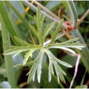 geranium dissectum l.