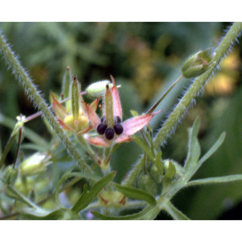 geranium dissectum l.