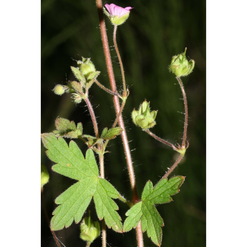 geranium divaricatum ehrh.