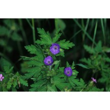 geranium lanuginosum lam.