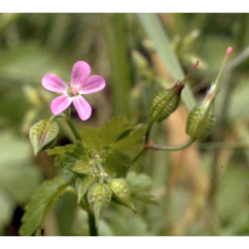 geranium lucidum l.