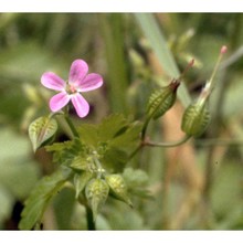 geranium lucidum l.