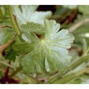 geranium lucidum l.