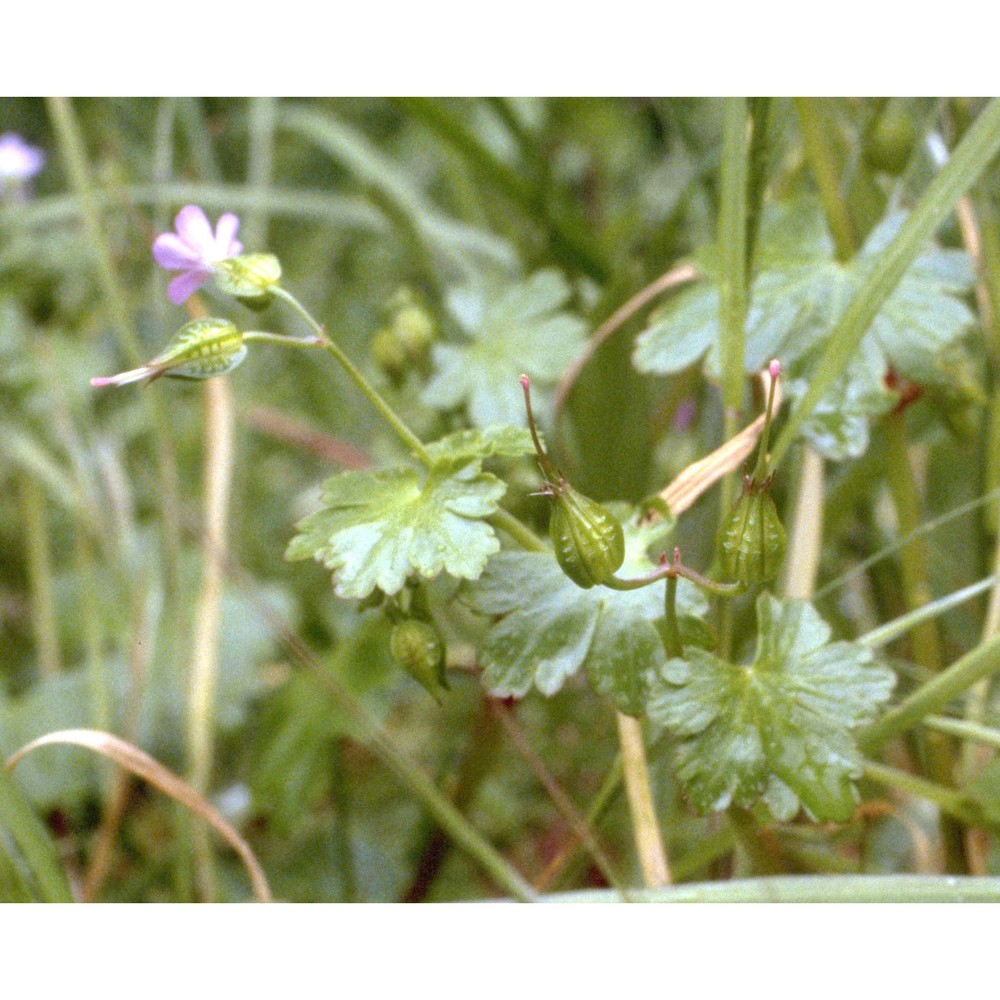 geranium lucidum l.