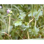 geranium lucidum l.