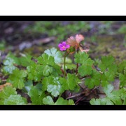 geranium lucidum l.