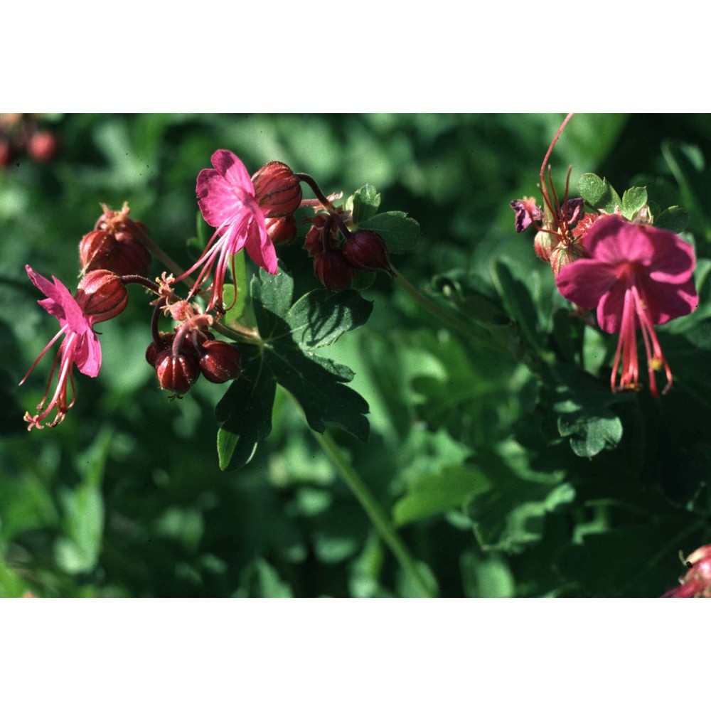 geranium macrorrhizum l.