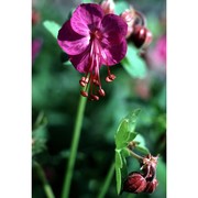 geranium macrorrhizum l.