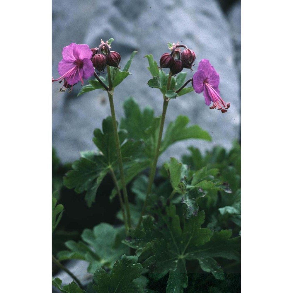 geranium macrorrhizum l.