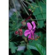 geranium macrorrhizum l.