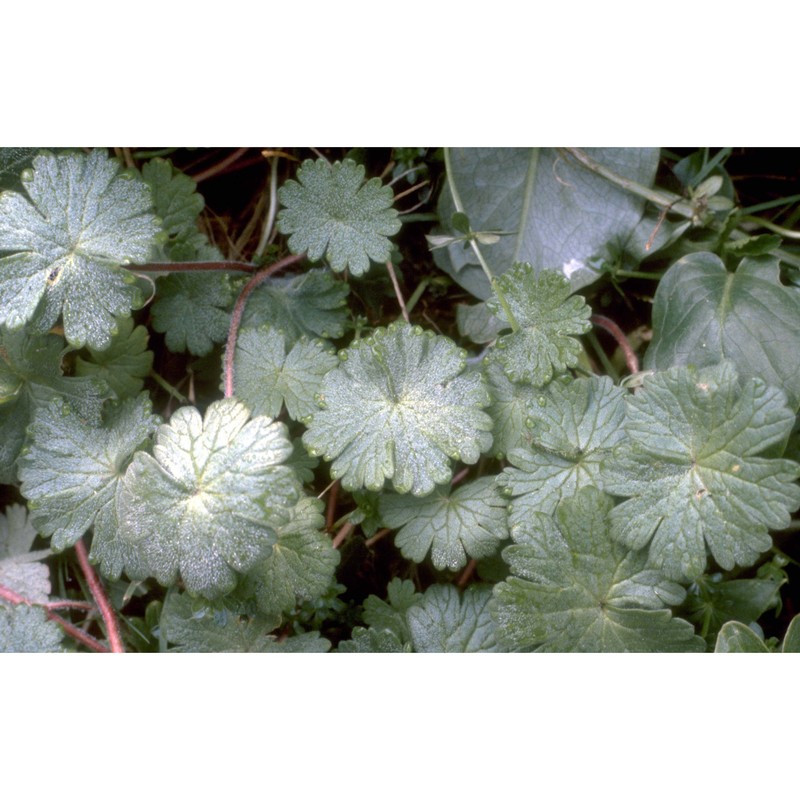 geranium molle l.