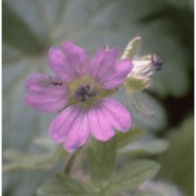 geranium molle l.