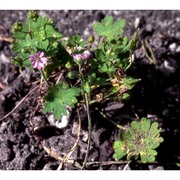 geranium molle l.