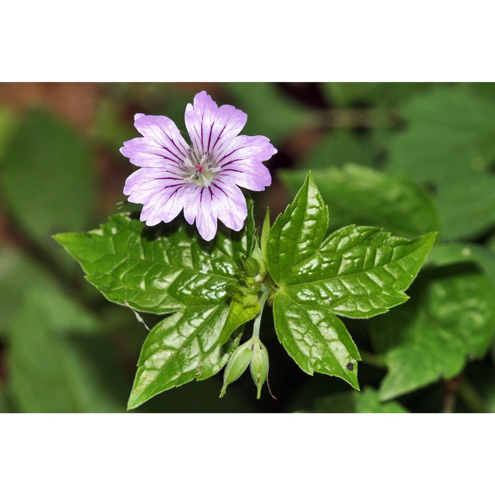 geranium nodosum l.