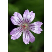 geranium nodosum l.